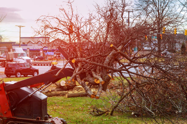 Seasonal Cleanup (Spring/Fall) in Ashland City, TN