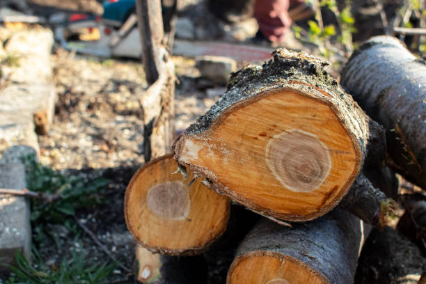 How Our Tree Care Process Works  in  Ashland City, TN