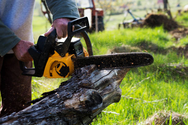 Professional Tree Care in Ashland City, TN